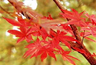 가을철 단풍의 모습